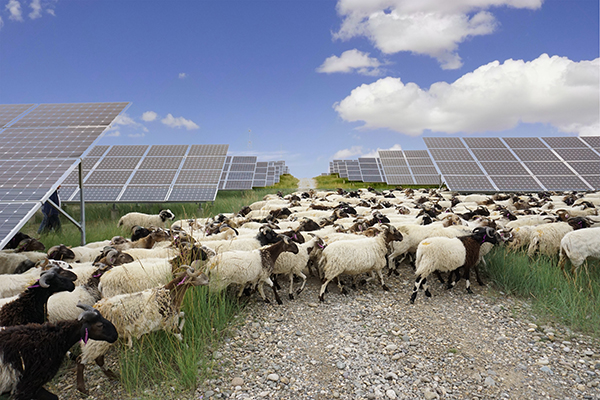 戈壁滩光伏园区养羊